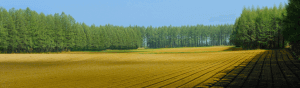 Geploegd veld